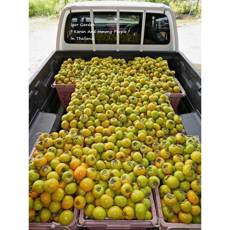 พลับหวาน พันธุ์ ฟูยู่ 🍊✨(กล้าเสียบยอด) กล้าละ 250฿🌿 - รูปที่ 6