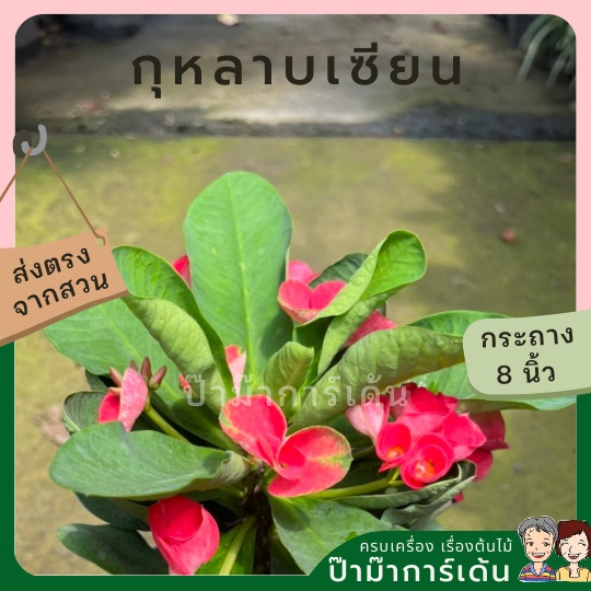 มุมมอง 2