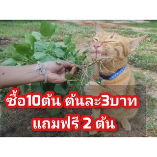 ต้นตำแยแมว สด ใหม่ ปลอดภัยไม่มีสารพิษ ซื้อ10ต้นฟรี2ต้น สินค้าพร้อมส่งจ้า