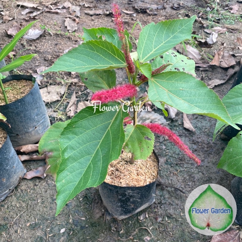 F262 ต้นหางกระรอก Acalypha Hispida สมุนไพร ดอกสีแดง แบบถุง พร้อมส่ง ราคา ถูกที่สุด ดีลบีเคเค แกลเลอรีภาพที่ 5