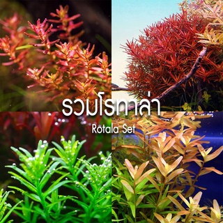 ชุด รวมโรทาล่า ราคาส่ง - Rotala Set ต้นไม้น้ำ