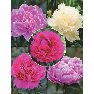 20 เมล็ด เมล็ดโบตั๋น ดอกโบตั๋น ดอกพีโอนี (Peony) คละสี