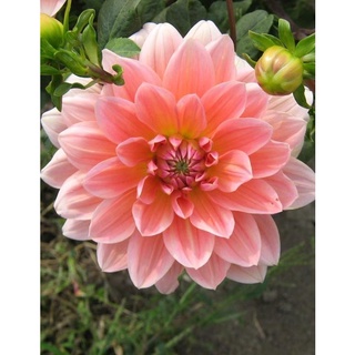 1 หัว/ออเดอร์ รักเร่ Dahlia สายพันธุ์ Salmon Pink หัวรักเร่