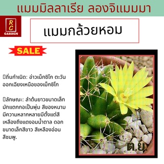 แมมกล้วยหอม Mammillaria longimamma แคคตัส กระบองเพชร  ส่งพร้อมกระถาง