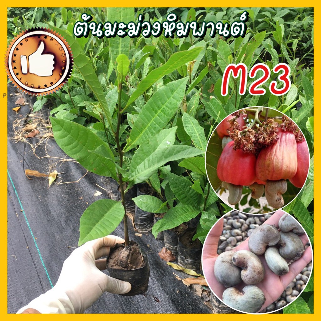 ต้นมะม่วงหิมพานต์ พันธุ์ M23 สูง 25-30 ซม เม็ดใหญ่ โตไว ต้นแข็งแรง (มีขั้นต่ำในการสั่งซื้อ) รับประกั