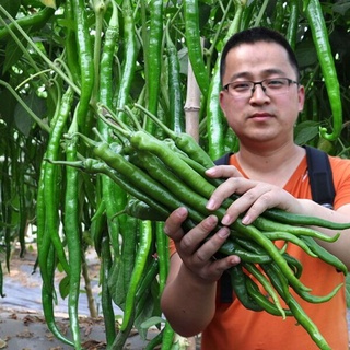 ขายส่ง โปร ลดสุด80% กุหลา พริกหนุ่มเขียว Long Hot Chilli Seeds ประมาณ 100 เมล็ด เมล็ดพันธุ์ผัก เมล็ดผัก เมล็ดพืช