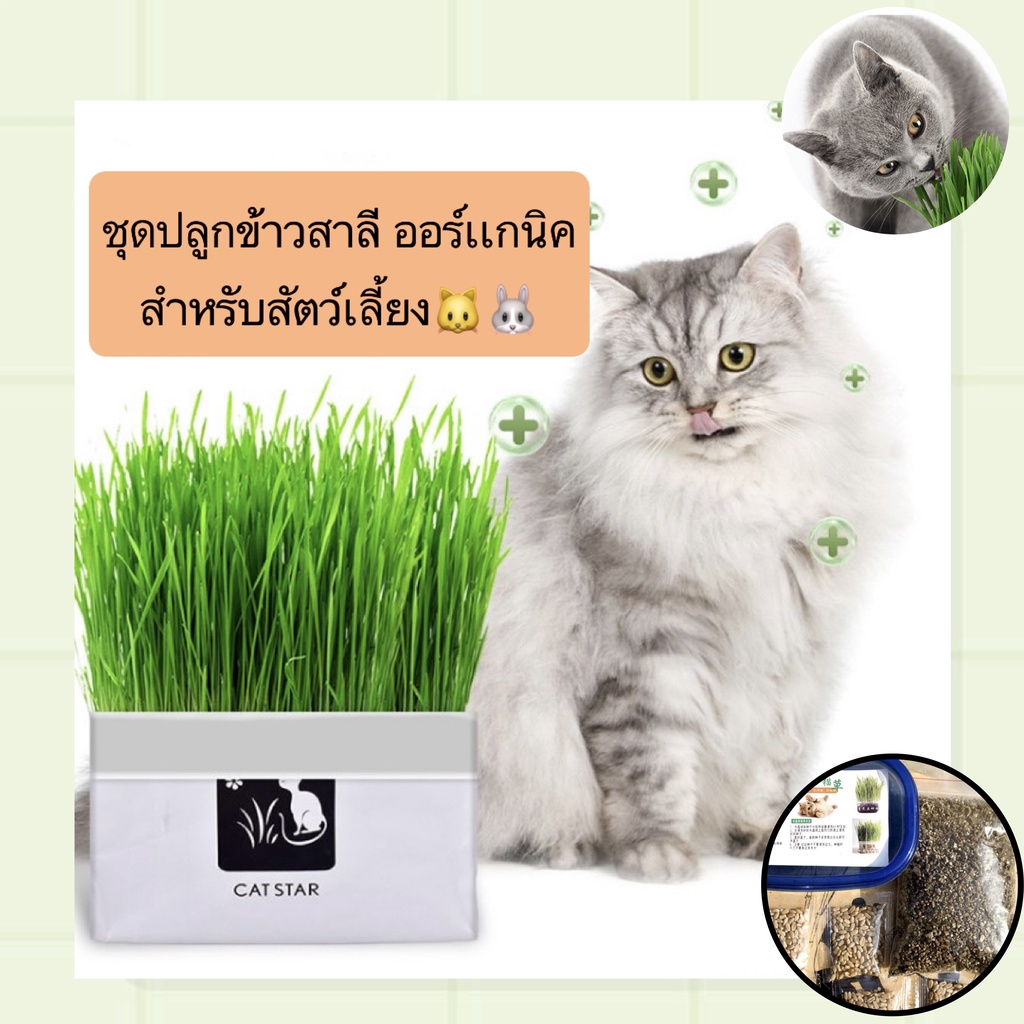 PP-380 ชุดปลูกข้าวสาลีออร์แกนิค สำหรับสัตว์เลี้ยง เช่น แมวและกระต่าย ข้าวสาลีสดใหม่เพื่อสุขภาพ ราคาประหยัด พร้อมส่งทันที