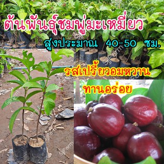 1 ต้น ต้นพันธุ์ชมพู่มะเหมี่ยว(Pomerac)  สูงประมาณ 40-50 ซม.พร้อมส่ง 1-3 วันรับสินค้า!![จำกัดจำนวน2ต้น/1กล่อง