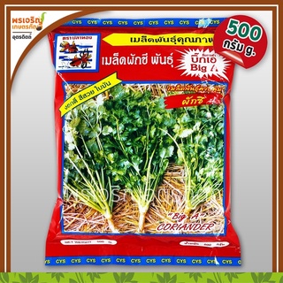 เมล็ดพันธุ์ผักชี ผักชีบิ๊กเอ Big A (500 กรัม) เมล็ดผักชีถุงใหญ่ เมล็ดผักชีปลาทอง เมล็ดพันธุ์ผักสวนครัว ตราปลาทอง