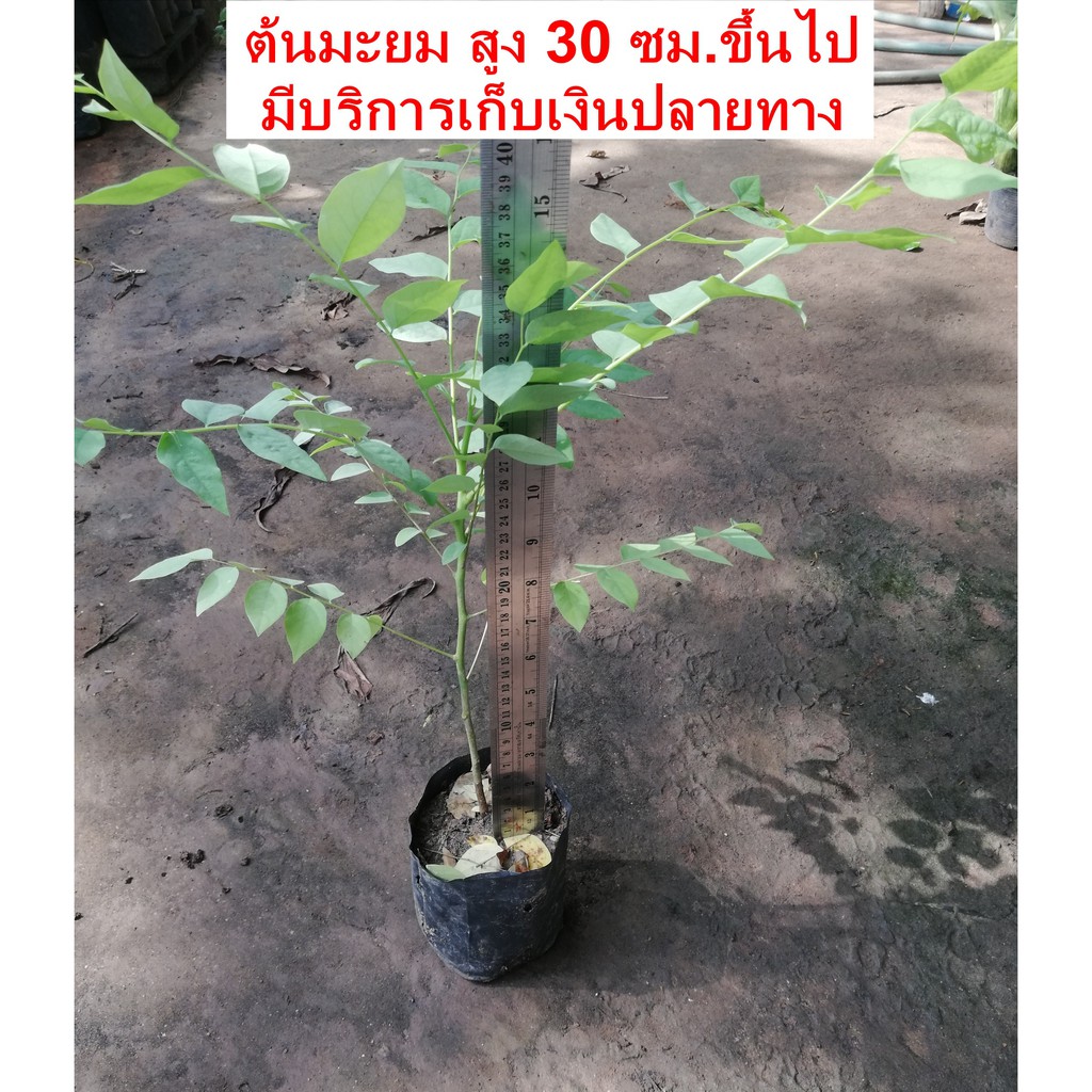 ต้น​มะยม​เพาะ​เมล็ด​ ต้นละ 30 บาทค่ะ