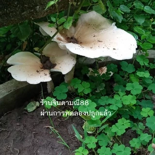 เชื้อเห็ดปลวกตาบ เห็ดโคน (ส่งทุกวัน) ดอกใหญ่ หวาน เชื้อเดินดีพร้อมปลูก 600มล สูตรเฉพาะ โอกาสเกิดสูง