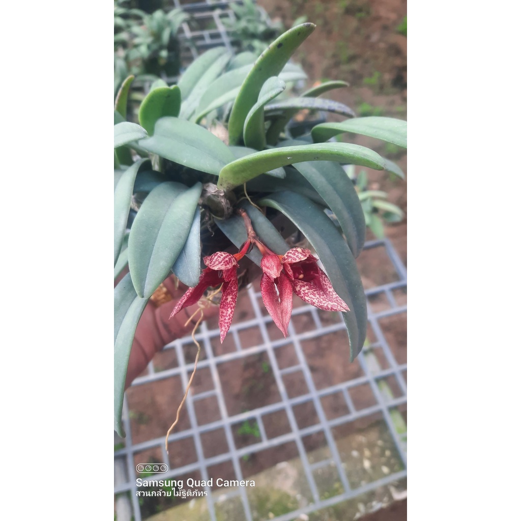 กล้วยไม้สิงโต Bulbophyllum frostii ของแท้ๆ