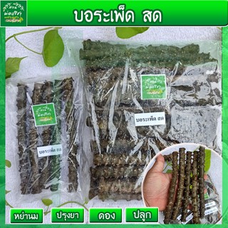 พร้อมส่ง* บอระเพ็ดสด  ปลอดภัยไร้สาร  บอระเพ็ดหย่านม ปลูกบอระเพ็ด เครือกอฮอ ยาขม ออกนมลูก ปรุงยาด้วยบอระเพ็ด