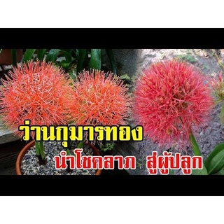 1 หัว Blood Lily ว่านแสงอาทิตย์ ว่านกุมารทอง ว่านกุมารทองเรียกทรัพย์ ดอกกลมสีแดง ออกดอกแล้วโชคดี Haemanthus Multiflorus