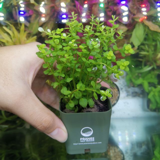RotalaGreen โรทาร่า เขียว ต้นไม้น้ำพร้อมปลูก ตกแต่งตู้ปลา ***กรุณาอ่านรายละเอียดก่อนสั่งซื้อ***