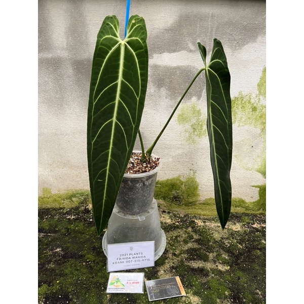 Anthurium warocqueanum (Queen) หน้าวัวควีน