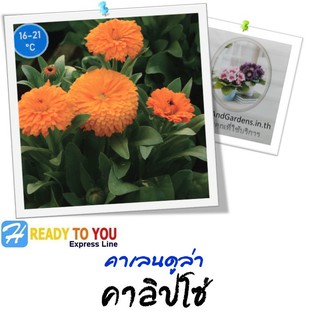 ดาวเรืองหม้อ (Calendula) คาเลนดูล่า คาลิปโซ่ 25 เมล็ด (จาก Sakata Ornamentals EMEA )