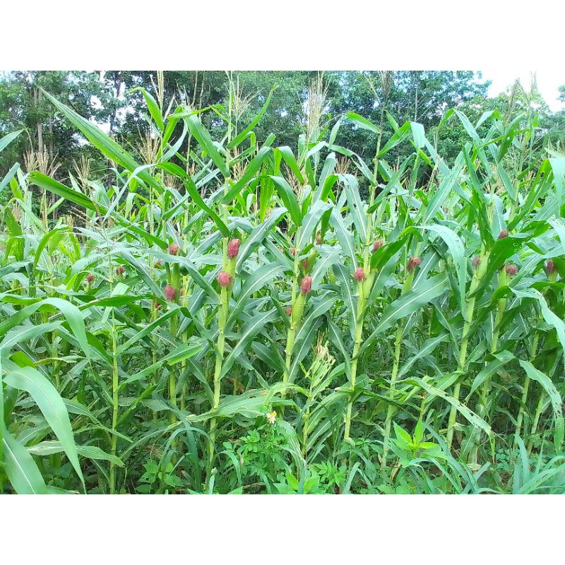 เมล็ดพันธุ์ข้าวโพดเลี้ยงสัตว์เอาไปปลูกเพื่อตัดต้นไปให้สัตว์กินก.กละ50บาท - รูปที่ 4