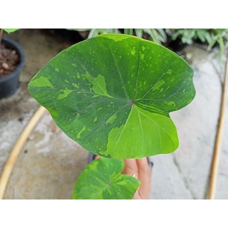 บอนเลม่อนไลม์ Colocasia esculenta ‘Lemon-Lime Gecko’