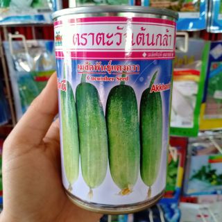 เมล็ดแตงกวาอัคนี ตะวันต้นกล้า 25 กรัม (กป.)