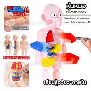 ถูกสุด!! Human Body Model หุ่นหมอ ของเล่นจำลองร่างกายมนุษย์ ของเล่นstem ของเล่นวิทยาศาสตร์ ของเล่นเด็ก เสริมพัฒนาการ