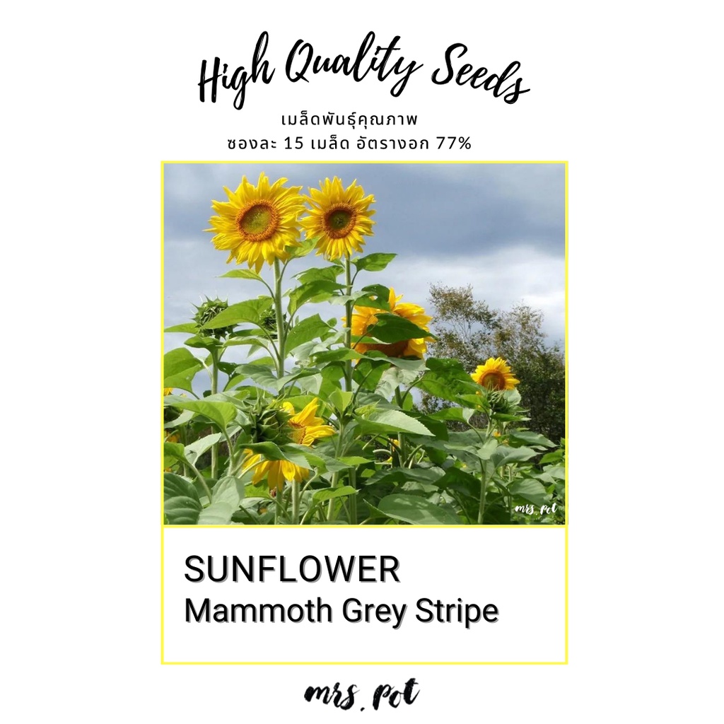 เมล็ดทานตะวันนำเข้า Mammoth Grey Stripe Sunflower รหัส010