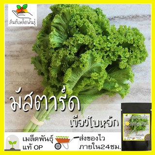 เมล็ดพันธุ์ มัสตาร์ด เขียวใบหยิก 400 เมล็ด Southern Giant Curled Mustard seed เมล็ดพันธุ์แท้ นำเข้าจากต่างประเทศ ปลูกผัก