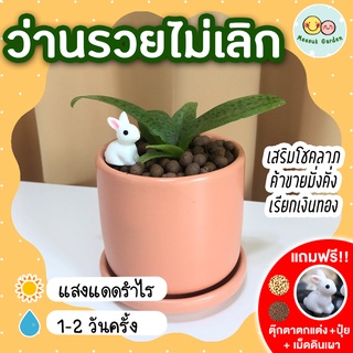 ว่านรวยไม่เลิก กระถางเซรามิค 3 นิ้ว [แถมฟรี! เม็ดดินเผา + ปุ๋ย + ตุ๊กตาตกแต่ง] ว่านมงคลเสริมโชคลาภ เรียกเงินทอง การงาน