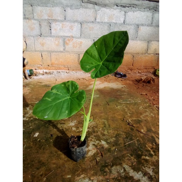 ต้นออดิบ 🌱ต้นอ้อดิบ 🌱ต้นทูน พันธุ์ยักษ์ หน่อทูน ทูนกินสด ต้นออดิบ💥หน่อละ10บาท💥💢ซื้อ10แถม1💢