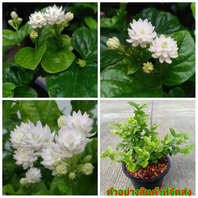 (1ต้น) ติดดอกแล้ว ต้นมะลิฉัตรพิกุล ต้น ดอก มะลิฉัตรพิกุล Jasminum sambac Jasmine tree