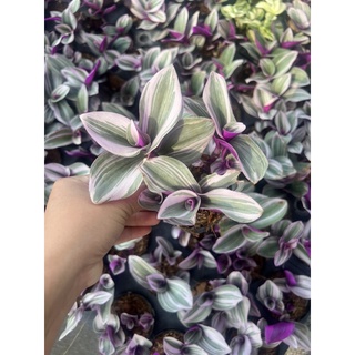 ต้นสายใยรัก สายใยรัก ต้นไม้ฟอกอากาศ สีสวยมาก กระถาง 3 นิ้ว