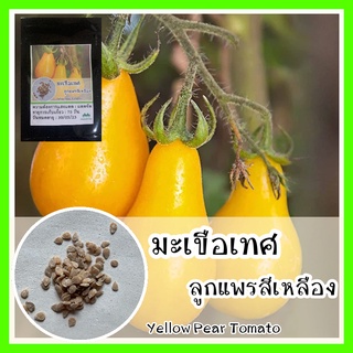 พร้อมส่ง ❗ รหัส 071 เมล็ดพันธุ์แท้ OP แท้  มะเขือเทศลูกแพรสีเหลือง - Yellow Pear Tomato เมล็ดพันธุ์ เมล็ดผัก เมล็ดมะเขือ