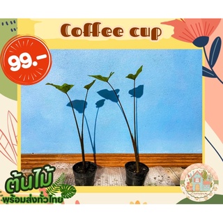 คอฟฟี่ คัพ ☕️Colocasia Coffee Cup🌱 สั่งขั้นต่ำ 3 ต้นขึ้นไป คละชนิดได้จ้า