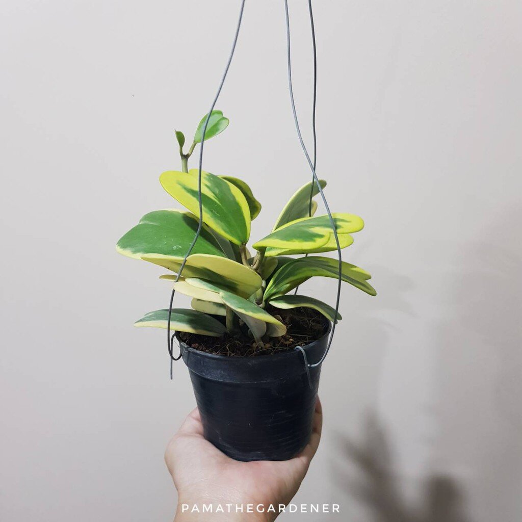 มุมมอง 2