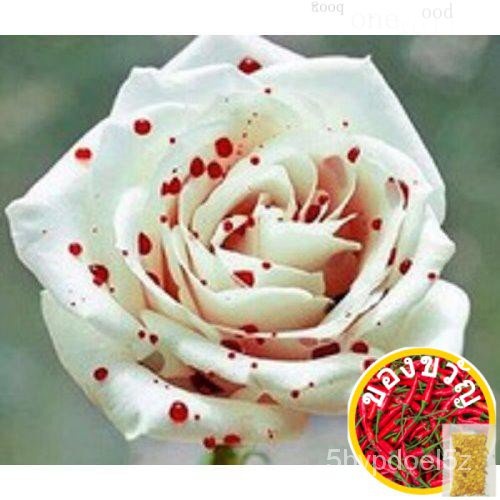 3x Packs Red Spot White Rose Flower Seeds- LOCAL READY STOCKSขึ้นฉ่าย/มะละกอ/มักกะโรนี/กุหลาบ/เมล็ดพ