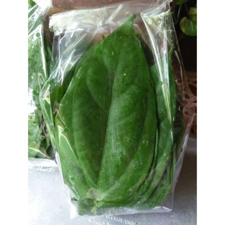 ใบรางจืดสดใบใหญ่ๆ 50 ใบ 30 บาท ใช้ต้มดื่มเพื่อล้างพิษ