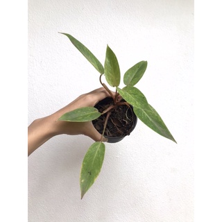 ✅ มีของแถมทุกออเดอร์- Philodendron painted lady -