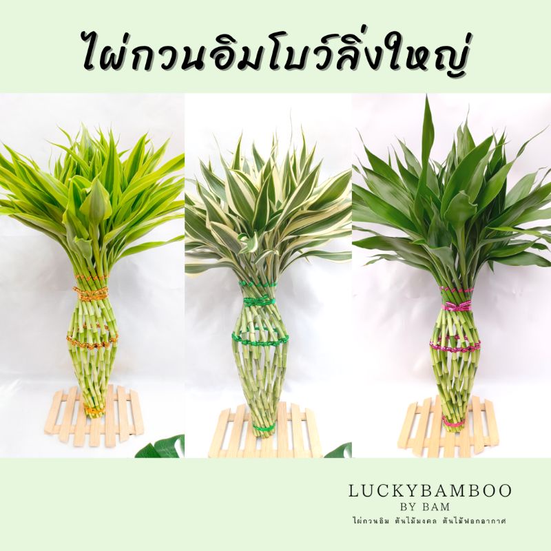 ไผ่กวนอิมโบว์ลิ่งใหญ่ สูง 55-60 cm
