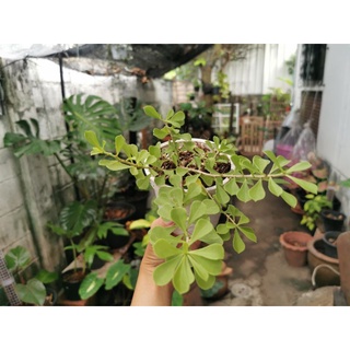 pereskia grandifolium. ต้นไม้ทะเลทราย​ ดอกสวย