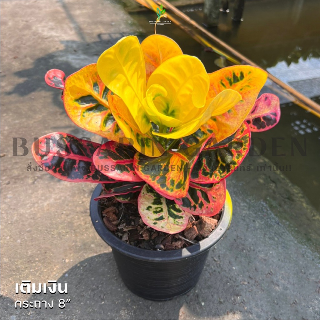 ต้นโกสนพันธุ์ เติมเงิน ไซส์ใหญ่ กระถาง 8" สูง 30-40 เซนติเมตร ซื้อ 10 แถม 1 (จัดส่งแบบถอดกระถาง+รับประกันสินค้า)