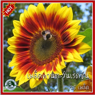 25 เมล็ด ทานตะวันเรดซัน Red Sun Sunflower ทานตะวัน เมล็ดพันธุ์ทานตะวัน เมล็ดทานตะวัน เมล็ดทานตะวันเรดซัน