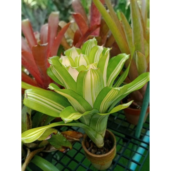 Aechmea Friederike (variegated). แอคเมียด่าง  สินค้าพร้อมส่ง