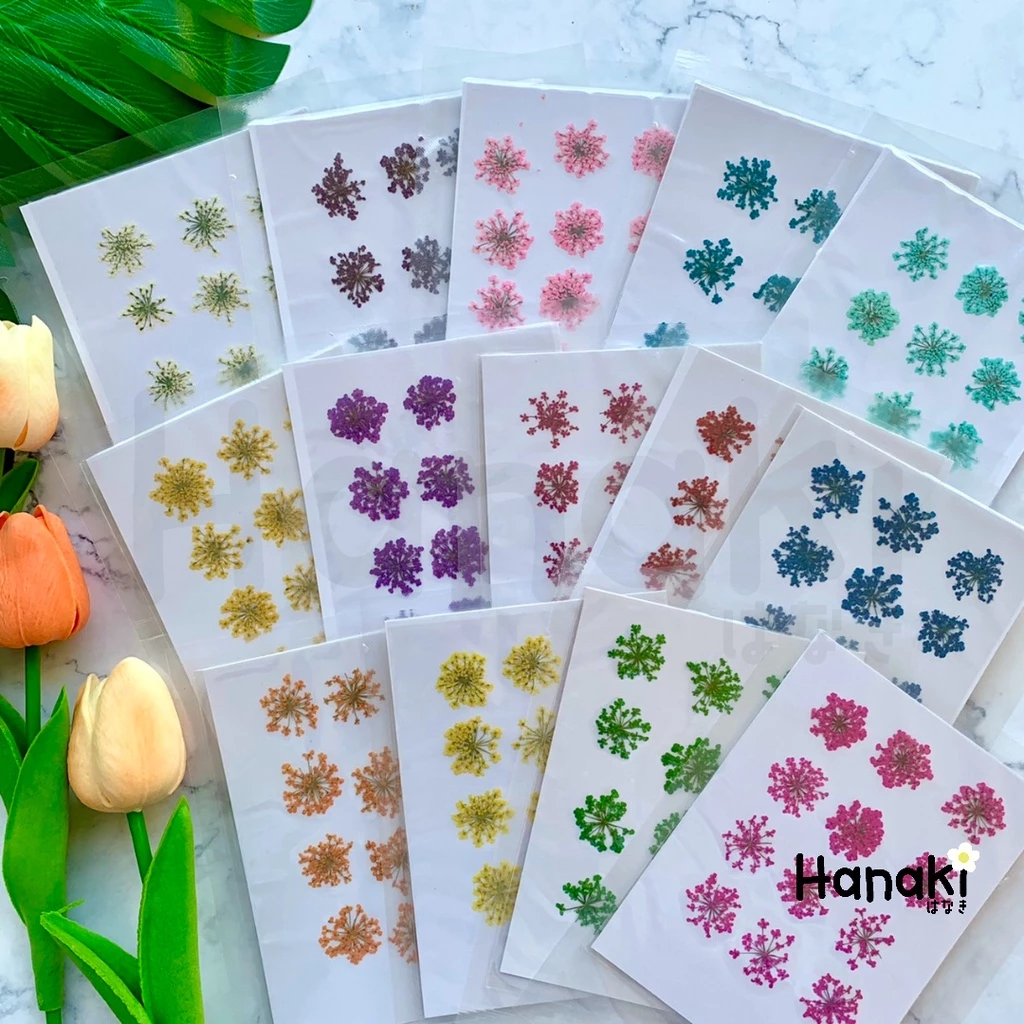 【พร้อมส่ง】ดอกเอมิมาจัสทับแห้ง (Ammi majus, Lace) ดอกไม้ทับแห้ง ดอกไม้จริงทับแห้ง Pressed Flowers💐