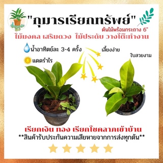 ต้นกุมารเรียกทรัพย์ กุมารเรียกทรัพย์ กุมารทอง ในกระถาง ขนาด 6นิ้ว ไม้มงคล พร้อมกระถางฟรี ต้นสูง 5-7 ซม.