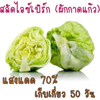 100 เมล็ด ผักกาดแก้ว สลัดไอซ์เบิร์ก - Iceberg Lettuce