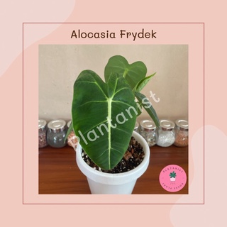 ต้นไม้มาแรง ต้นไม้หายาก “Alocasia Frydek” - Rare plant พร้อมส่ง กระถางขาว