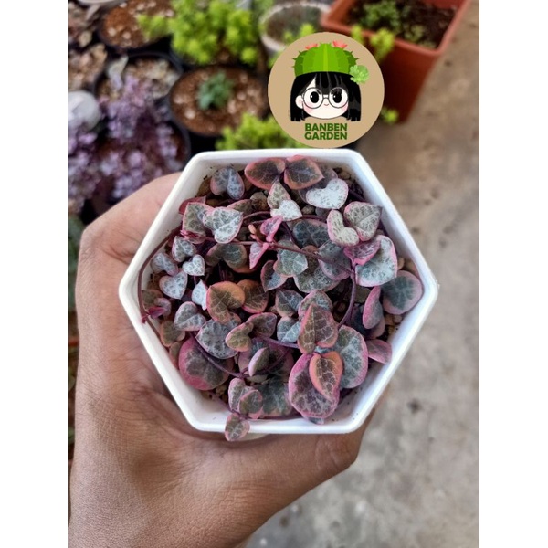 สายป่านดวงใจด่าง (Ceropegia woodii f. variegate)