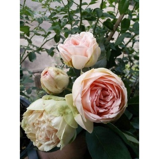 กุหลาบ ชาร์มมิ่งเปียโน (Charming piano rose)