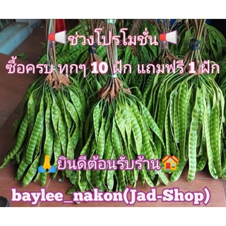 📢พร้อม​ส่ง, จำนวน​ 10​ ฝัก ​สะตอคัดฝักสวย