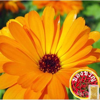 Pot  (Calendula Officinalis L.) Heirloom 240-300 Seedsedเมล็ดเชีย เมล็ดกุหลาบ เมล็ดดอกไม้ เมล็ดดอกดาวเรือง เมล็ดต้นอ่อนท